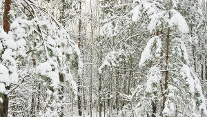 Zdjęcie ilustracyjne