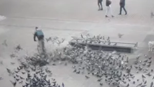 Kurier rowerowy odpowie za rozjechanie dwóch gołębi na Rynku Głównym