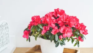 Azalia potrzebuje teraz twojej opieki. Zrób to, a bez problemu przetrwa zimę 