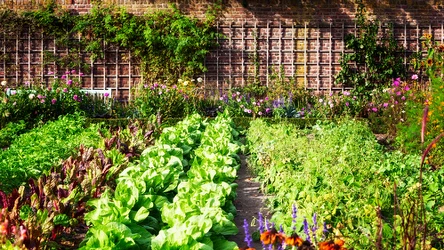 Co zrobić, gdy sezon na letnie warzywa się skończy?