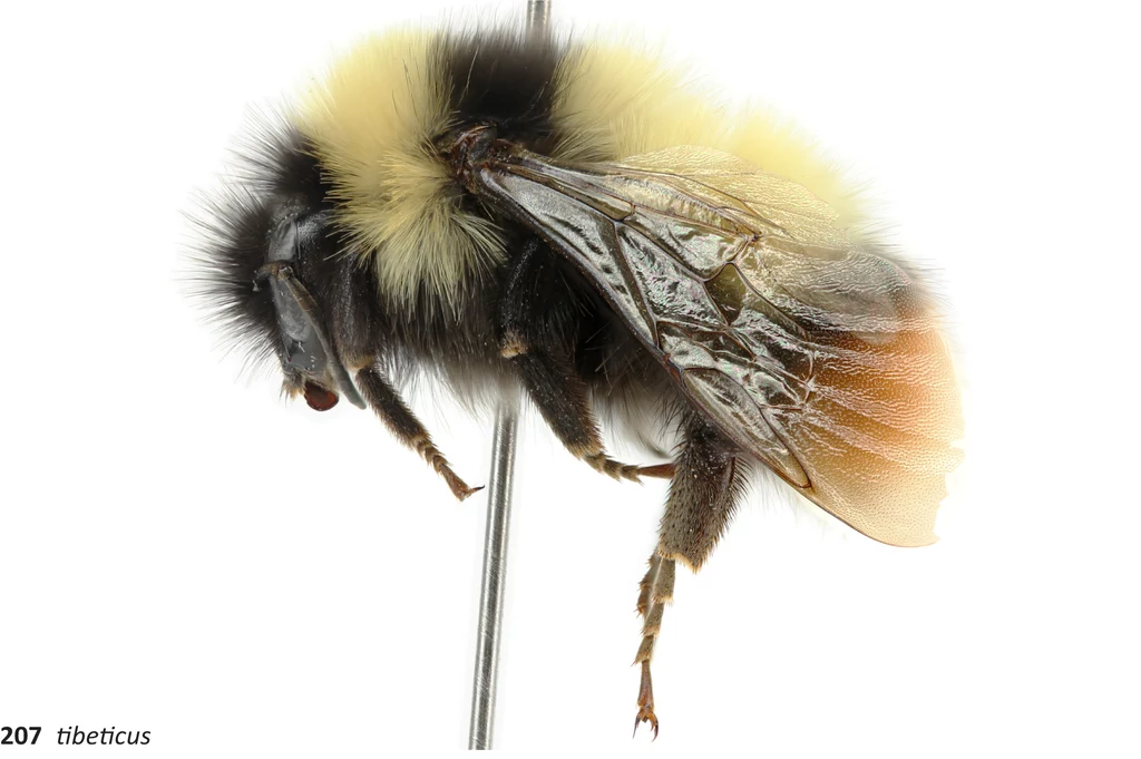 Tybetański trzmiel Bombus tibeticus