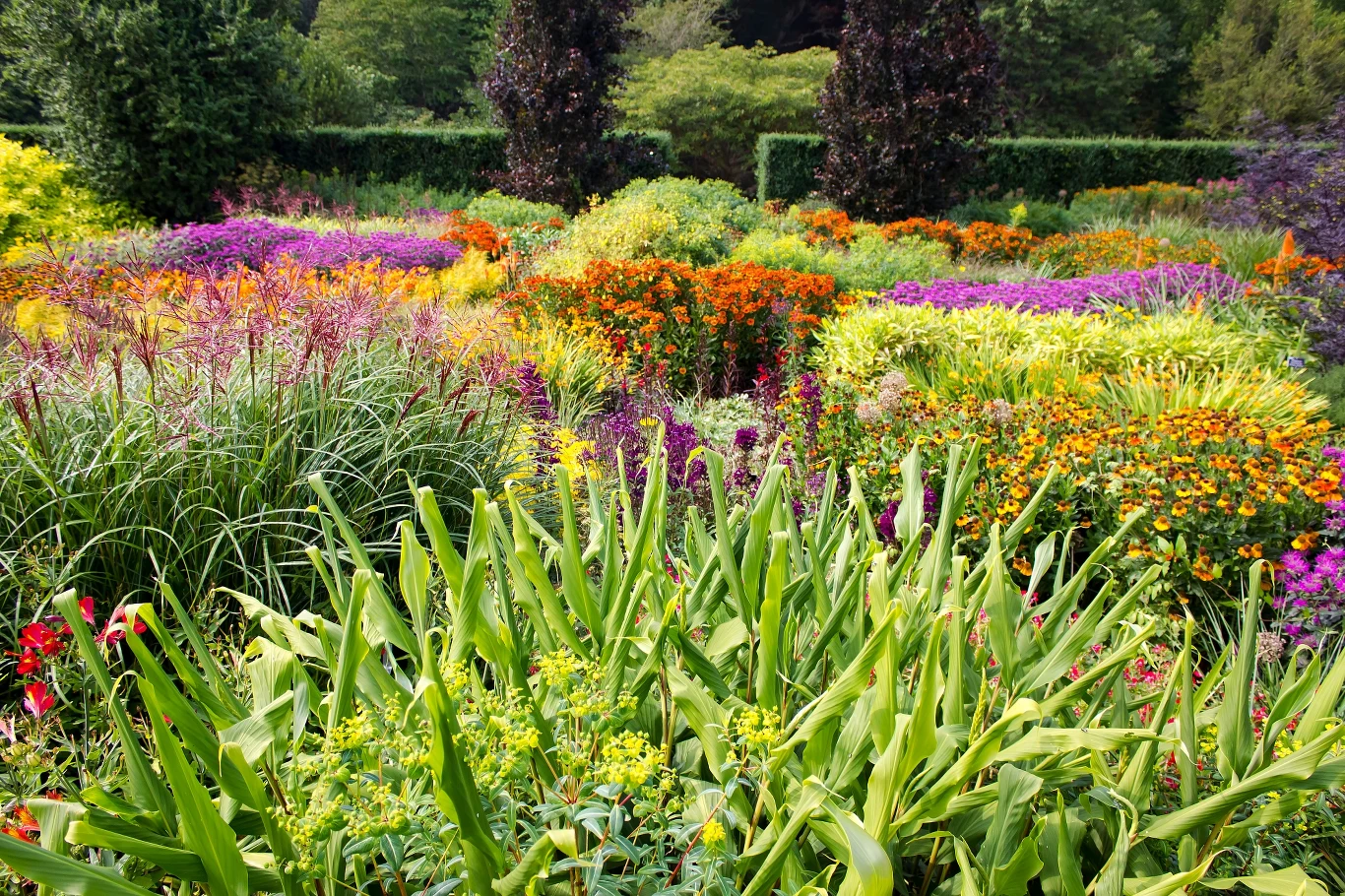 Coraz chętniej wybieramy rośliny wieloletnie