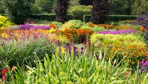 Coraz chętniej wybieramy rośliny wieloletnie