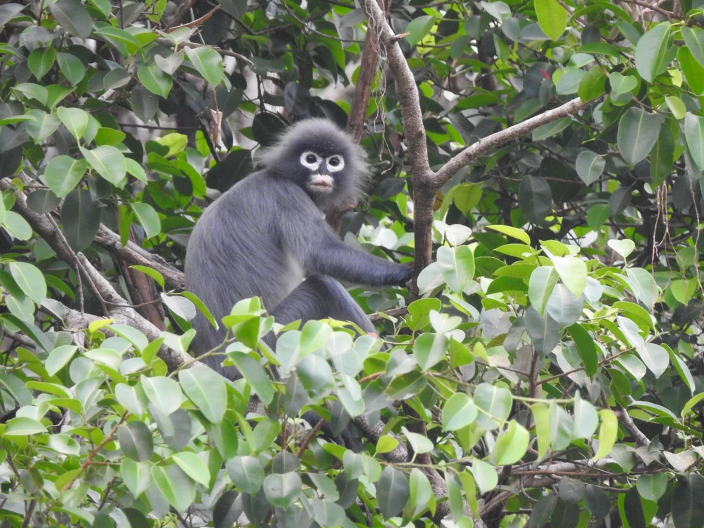 Nowoodkryta małpa z rodziny koczkonowatych znajduje się na granicy wymarcia.