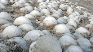 Kule lodowe w Zatoce Puckiej