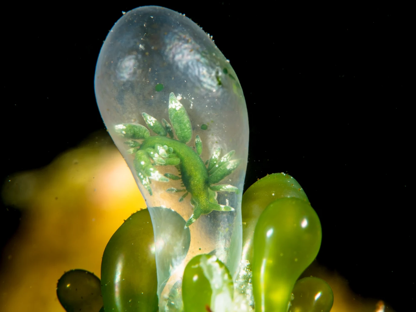 Wen Chou Wu zdobył pierwsze miejsce w kategorii zdjęć ślimaków nagoskrzelnych. Położenie zwierzęcia, ukrywającego się w glonach bąbelkowych u wybrzeży Green Island na Tajwanie, zwróciło uwagę fotografa przez skojarzenie z jego własnym życiem w kwarantannie. 