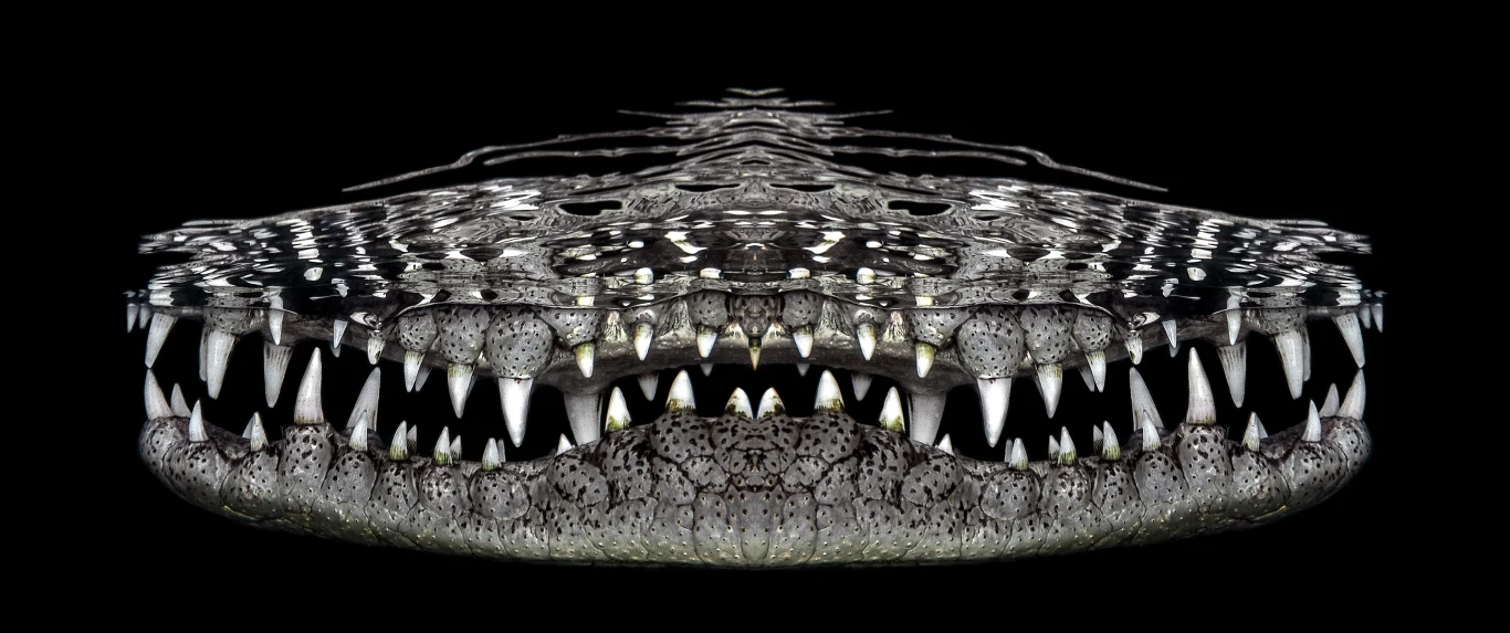 Ten uśmiech zdobył nagrodę w kategorii "Sztuka podwodna". Jenny Stock zrobiła je, snoorklując w Gardens of the Queen National Park na Kubie.