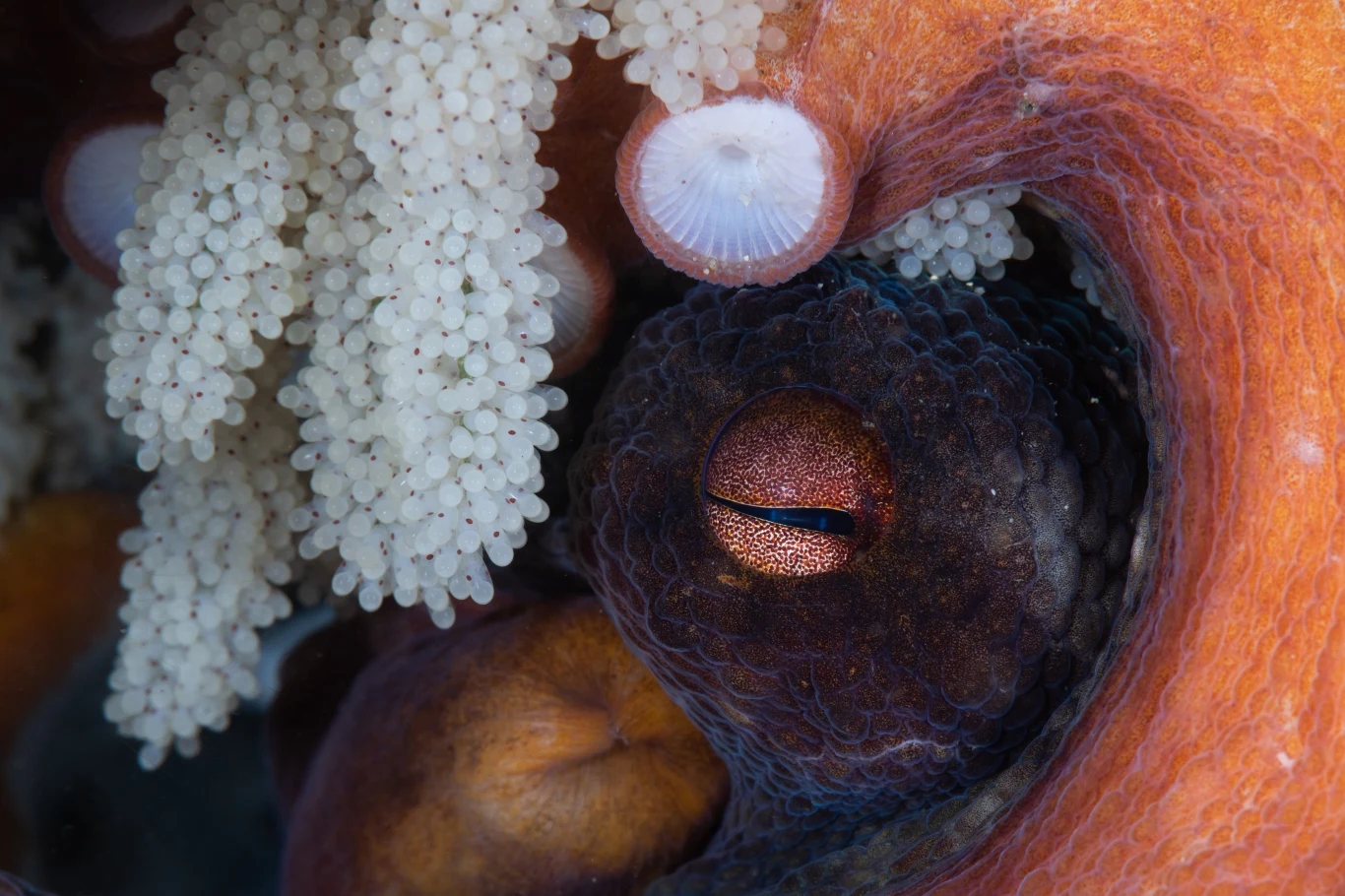 Louise Nott zdobyła drugie miejsce w kategorii "Życie morskie" za zdjęcie ośmiornicy strzegącej swoich jaj. Wykonała je w Shellharbour w Australii.