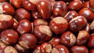 Włóż kasztany do kieszeni lub pod łożko - radziła babcia. Oto jak działają