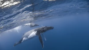 Wieloryb kontra orki. Bitwa trwała cztery godziny