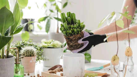 Czy jesienne przesadzanie roślin doniczkowych to dobry pomysł?