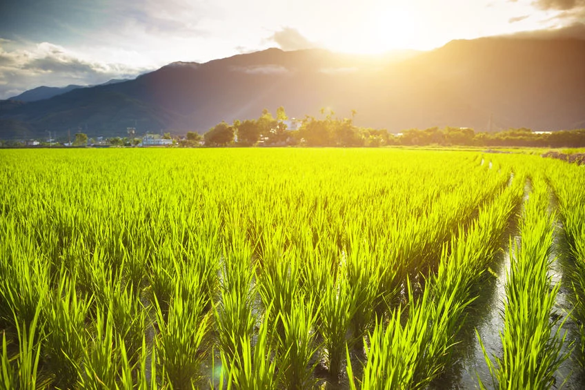 Ryż na farmie ekologicznej