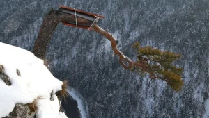 Sosna ze szczytu Sokolicy znalazła się na granicy przetrwania. Pracownicy Pienińskiego Parku Narodowego próbują ratować sędziwe drzewo