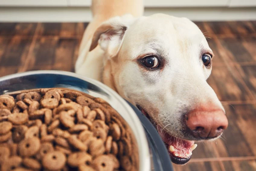 Pies nie musi jeść wyłącznie suchą karmę