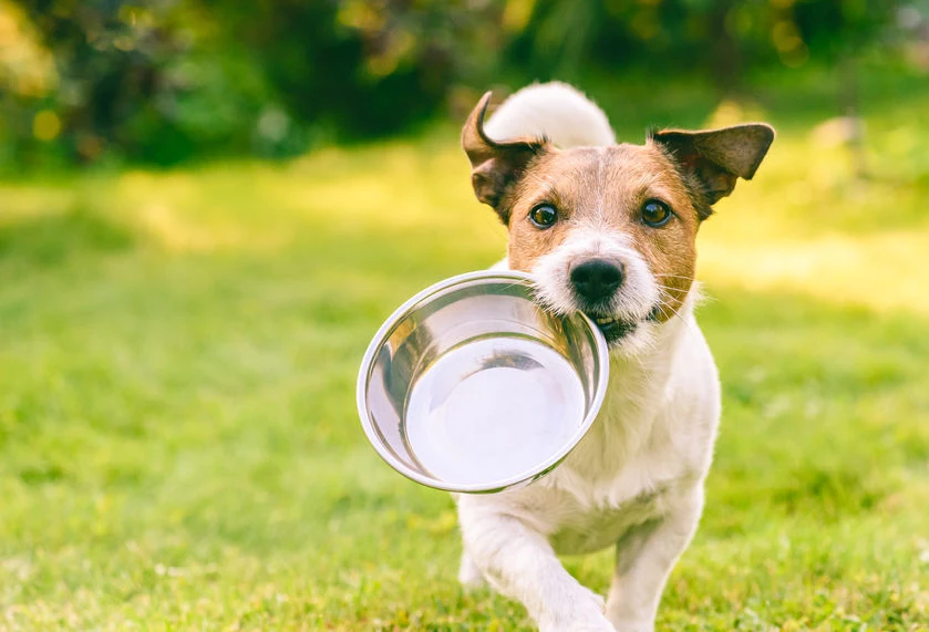 Pies może jeść niektóre "ludzkie" artykuły spożywcze