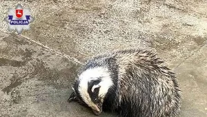 Zmarznięty borsuk potrzebował pomocy