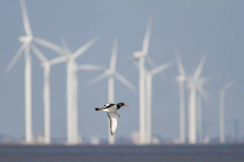 Morskie farmy wiatrowe mogą stać się polską specjalnością
