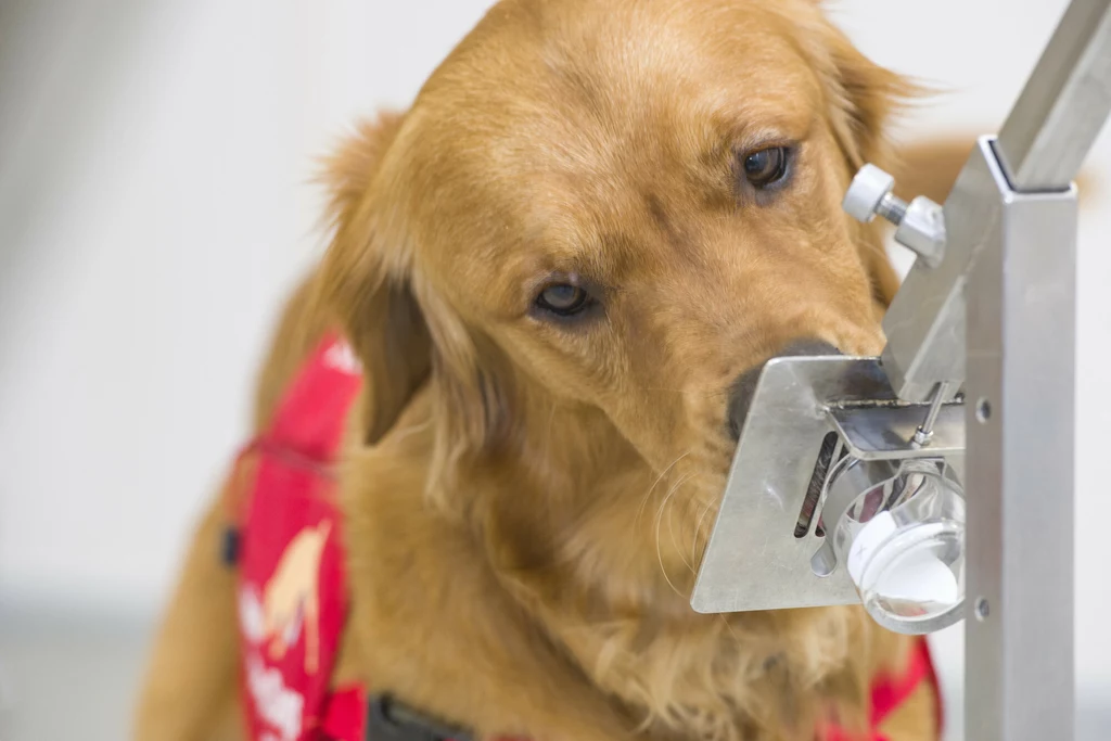 Czworonogi takie jak te z Medical Detection Dogs pomagają w zdiagnozowaniu koronawirusa