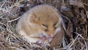 Orzesznica; zdj. ilustracyjne