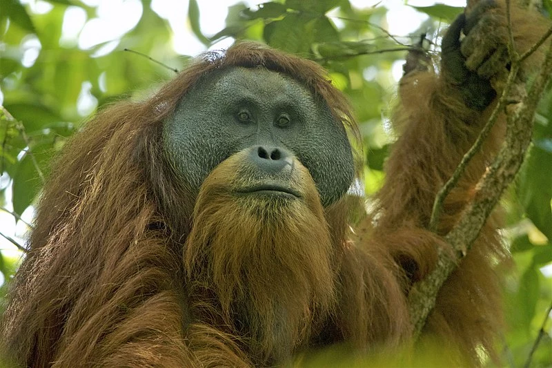 Orangutan tapanuli (Pongo tapanuliensis) 
