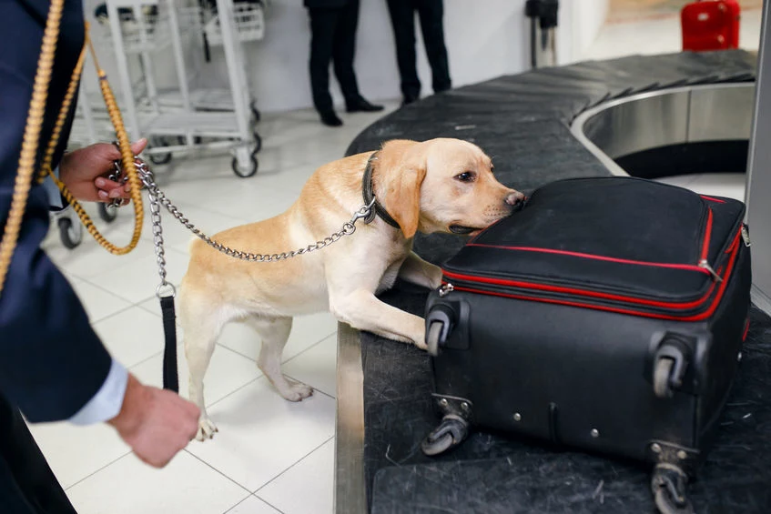 Psy często pracują np. na lotniskach