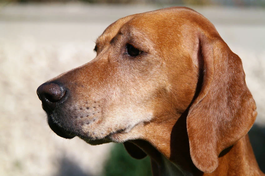 Mokry nos jest oznaką psiego zdrowia