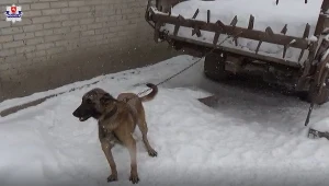 Zwierzęta nie miały żadnego schronienia 