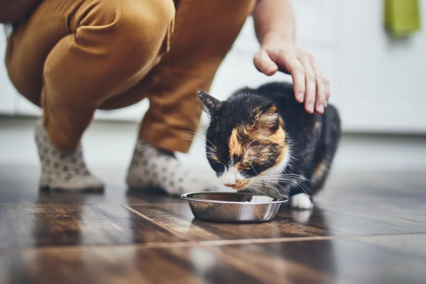 Wokół kotów narosło wiele krzywdzących mitów Wokół kotów narosło wiele krzywdzących mitów