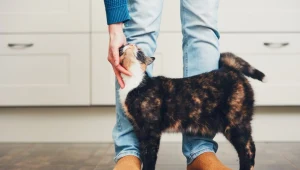 Zimą uważnie obserwuj zachowanie swojego kota