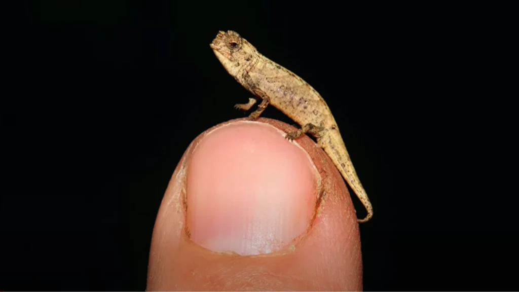 Brookesia nana zmieściłby się na końcówce twojego kciuka. Ten gad naprawdę jest aż tak mały