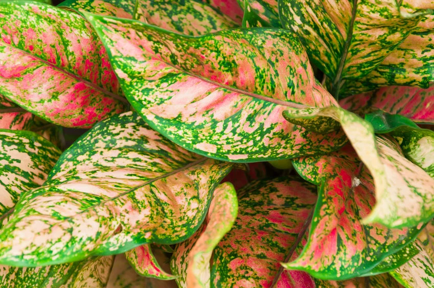 Aglaonema zachwyca barwami