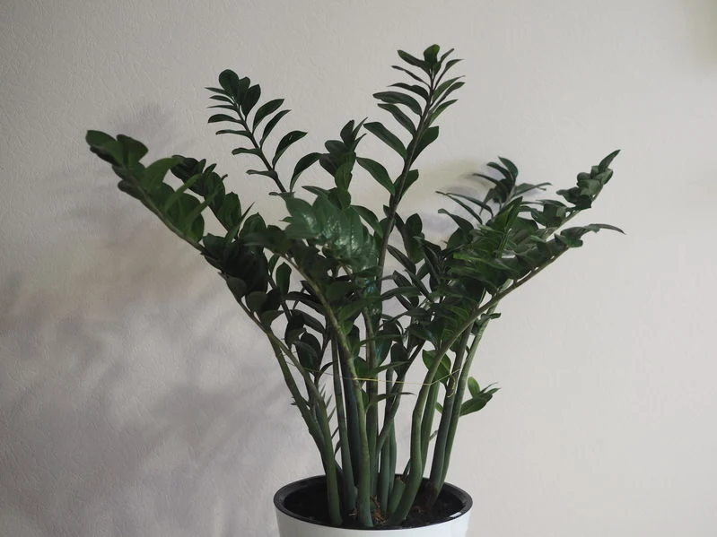 Zamiokulkas zniesie długotrwały brak światła, za to nie toleruje pełnego słońca