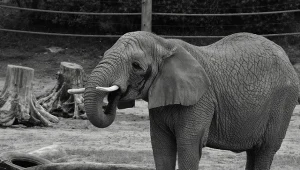 Nie żyje słonica Linda z poznańskiego zoo