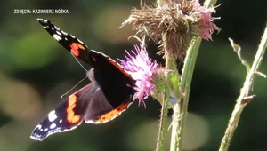 Motyle zimują w Polsce