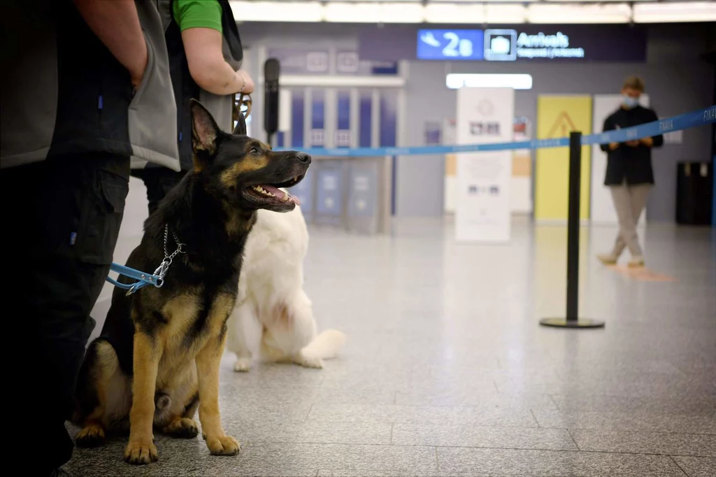 Psy sprawdzające pasażerów na obecność koronawirusa na lotnisku w Helsinkach.