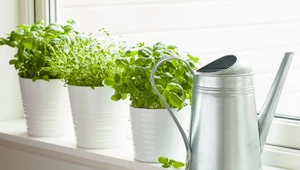 Jak dbać o zioła w doniczkach?