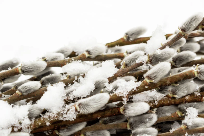 Bazie kotki mogą bardzo uczulać