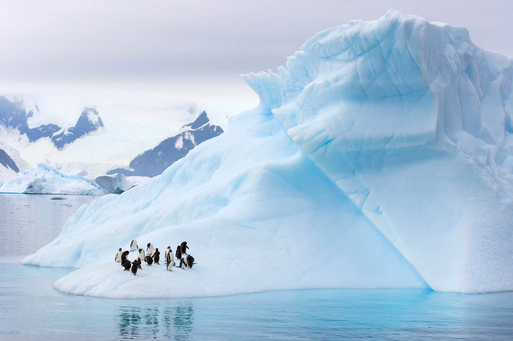 Na Antarktydzie niedźwiedzie polarne nie miałyby problemu ze znalezieniem pożywienia.