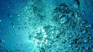 Śmiertelnie niebezpieczny hałas w oceanach