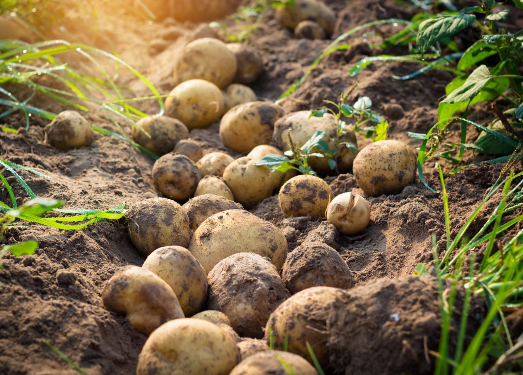 Odmian ziemniaków jest całe mnóstwo, a każda z nich charakteryzuje się innymi właściwościami 