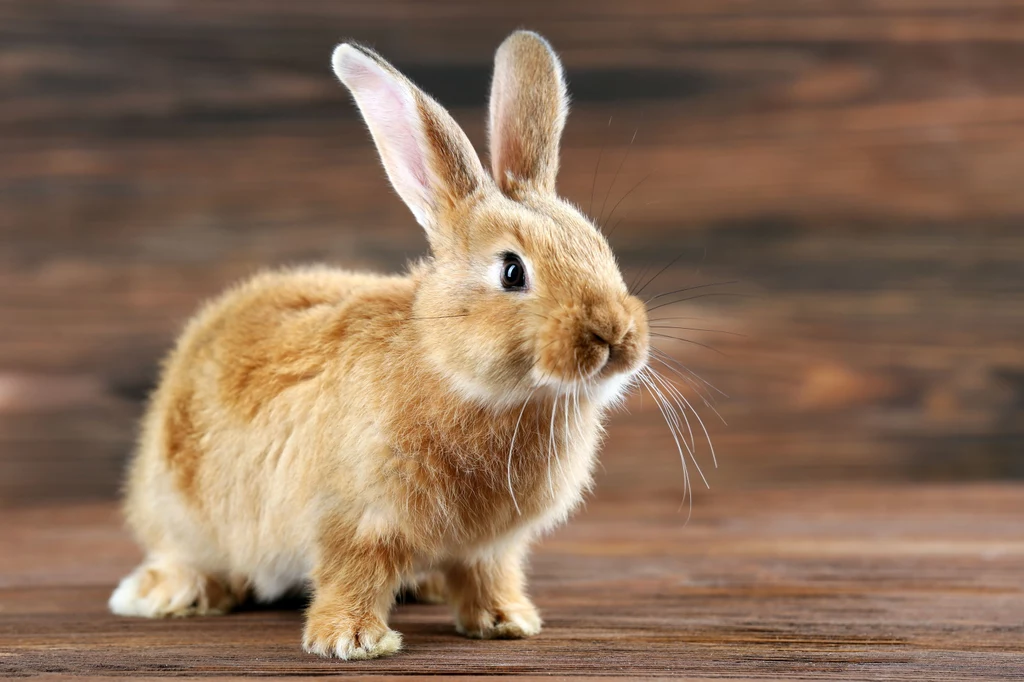  Oznaką dobrego humoru królika jest bieganie po klatce i fikołki 