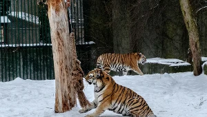 Tygrysy w łódzkim zoo w zimowej scenerii, zdjęcie ilustracyjne