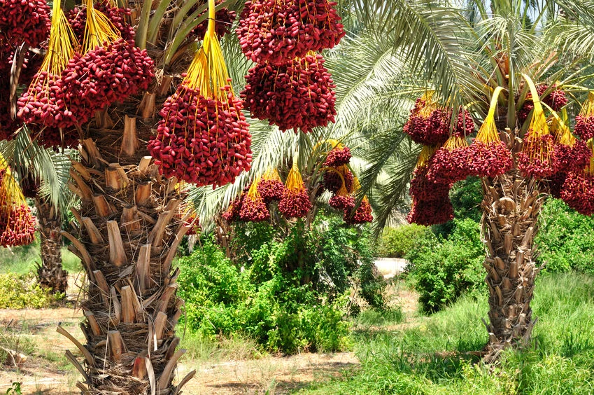 Uprawa palm daktylowych 
