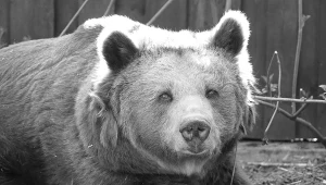 Warszawski ogród zoologiczny: Nie żyje niedźwiedzica Tatra