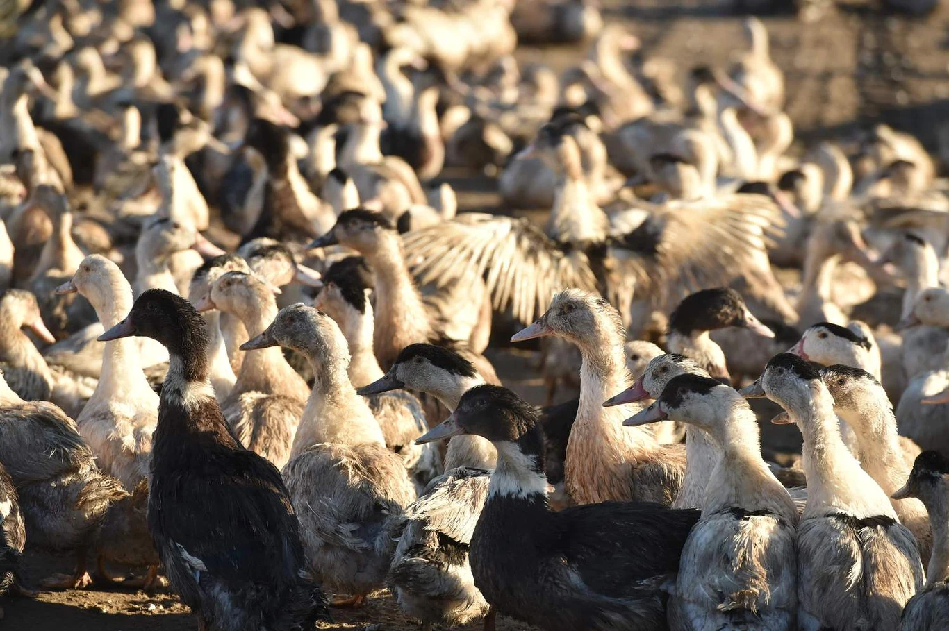 Wirus ptasiej grypy typu H5N8, rozprzestrzeniający się obecnie w Europie Wirus ptasiej grypy typu H5N8, rozprzestrzeniający się obecnie w Europie