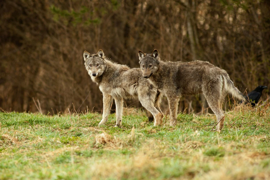 Zdaniem trzech organizacji ekologicznych wilczyce z Brzozowa wystarczyło odstraszyć zamiast zabijać