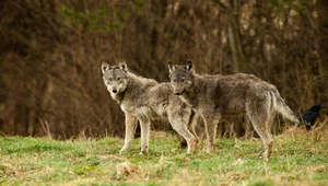 Organizacje ochrony przyrody przeciwko strzelaniu do wilków