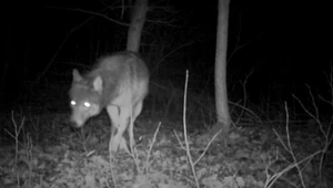 Wilk wszedł na prywatną posesję w Poznaniu. Co się dzieje?