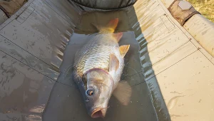 Wyrok dla sprawców przemocy wobec karpi