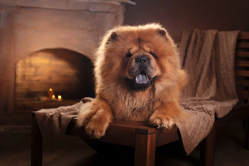 Chow chow Ten wielki, przypominający lwa pies, to prawdziwy leniuch. Jest łagodny, spokojny, ale również zdystansowany i niezależny. Zazwyczaj nie okazuje czułości członkom rodziny. Nie należy też do psów, które z merdającym ogonem hasają po parku. Chow chow preferuje wylegiwanie się na wygodnej kanapie lub we własnym ogródku. Trudno go również zaciągnąć na dłuższy spacer! Chow chow Ten wielki, przypominający lwa pies, to prawdziwy leniuch. Jest łagodny, spokojny, ale również zdystansowany i niezależny. Zazwyczaj nie okazuje czułości członkom rodziny. Nie należy też do psów, które z merdającym ogonem hasają po parku. Chow chow preferuje wylegiwanie się na wygodnej kanapie lub we własnym ogródku. Trudno go również zaciągnąć na dłuższy spacer!